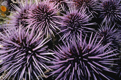 How Removing Sea Urchins Can Make Our southern California Kelp Beds Thriving Again
